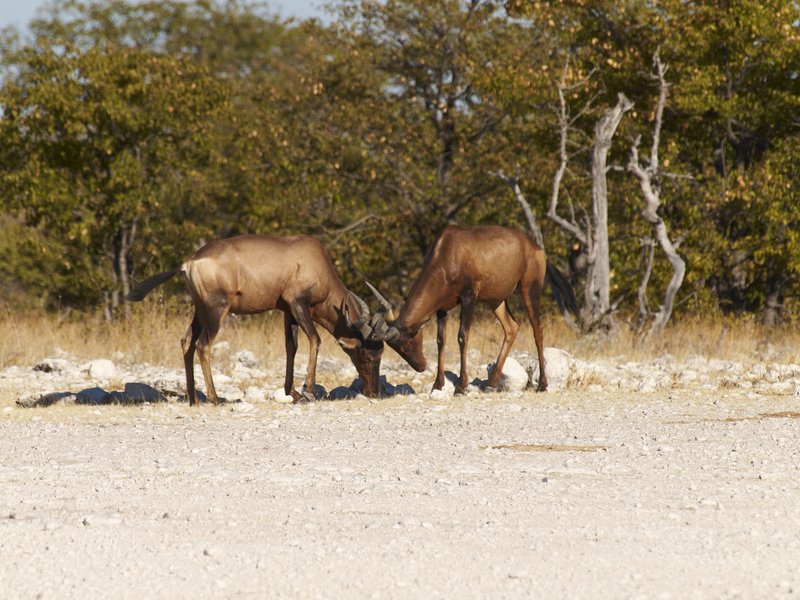 Etosha National Park, Red hartebeest